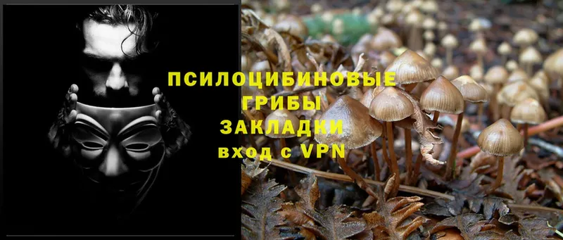 Псилоцибиновые грибы Psilocybe  наркошоп  Игарка 